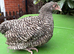 4 month old Cuckoo Maran pullets