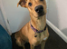Lurcher Missing from S60 Rotherham