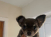 Baby girl chihuahua