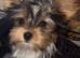 Yorkshire terrier/Mini/Particoloured/Traditional