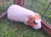 Female guinea pigs for sale