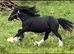 Blagdon colt