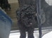 1 black toy poodle boy