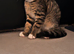 Beautiful Bengal Kitten for Sale – Simba