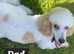 Beautiful Parti Toy Poodle Puppies &ndash; 1 Boy & 1 Girl Available