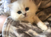 Persian chinchilla kittens