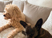 Two dogs for rehoming due to owner sadly passing away