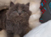 BEAUTIFUL LITTLE RUSSIAN BLUE KITTENS 9 WEEKS OLD