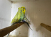 3 nice pair budgies for sale