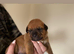 Chunky puppies