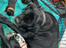 Daniff Puppies. Great Dane x Mastiff