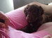 Male cocker spaniel puppy
