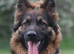 Beautiful KC registered German Shepherd puppies