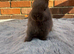 Netherland Dwarfs - Ready Now