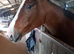 Annie tb mare