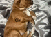 Cockapoo Puppys