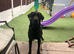 Black Labrador kc registered