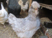 In Lay Araucana pullets, Blue/Splash, Blue/green eggs.