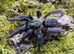 SAF Tapinauchenius Violaceus / Purple Tree Spider