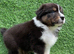 Australian Shepherd Puppies
