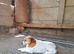 LALA – A GENTLE, SENSITIVE SOUL SEEKING A QUIET, ADULT-ONLY HOME