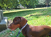 Male Dachshund