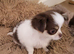 long coat male chihuahua READY NOW