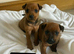 Lakeland x dachshund puppies