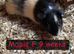 Guinea pigs