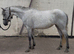 Beautiful Grey Connemara Filly