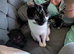 2 kittens looking for forever home