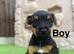 Jack Russell puppies !!!