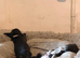 Sprocker pups for sale