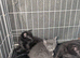 Kittens for sale