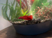 Betta fish and Tank with gravel & plants