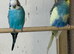 Adult budgies