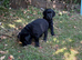 Beautiful Cockador Puppies &ndash; Ready Now