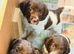 English springer spaniel puppy (male)