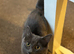 Ragdol x russian blue kitten male vaccinated