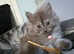 3 stunning persian kittens