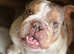 STUD available Northeast / North Yorkshire based