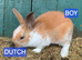 2 Dutch rabbits and 1 English spot all babies