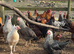 Hybrids chickens