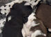 X2 puppies for sale