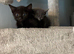 Sisters looking for new home