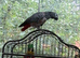 African grey parrot