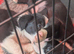 5 border collie puppies