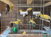 Canaries x20