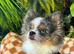 Blue - Eyes Beauty Merle Pom