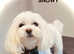 KC REGISTRED Maltese for stud
